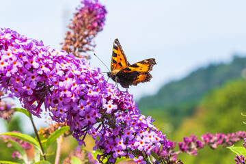 Tagpfauenauge auf Flieder 2