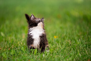 small fluffy playful gray tabby Maine Coon kitten walks on green grass.