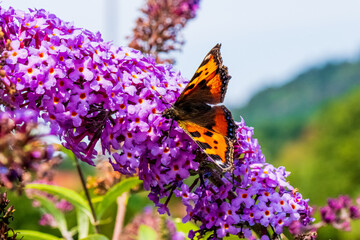 Tagpfauenauge auf Flieder 1