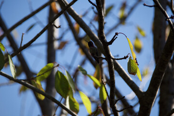 autumn leaves against sky