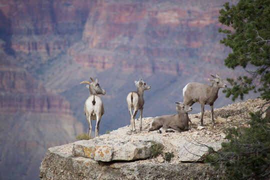 Rocky Mountain Goats