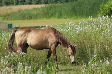 Naklejka premium Cheval normandie