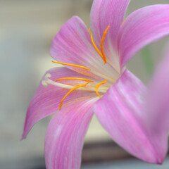Pretty pink rain lily flower, Habranthus robustus