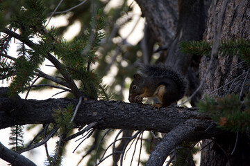 squirrel on tree