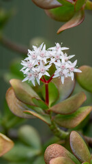 Jade plant in bloom with tiny white and pink flowers