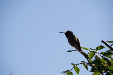bird on a branch