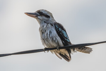Laughing Kookaburra perched on a telephone wire