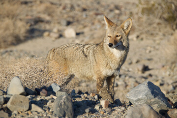 black backed jackal