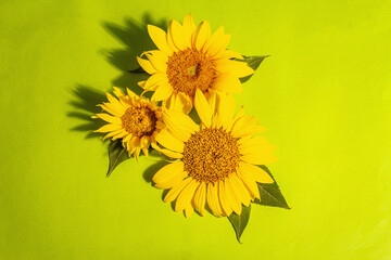 Yellow sunflowers on bright green background