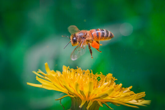 A bee in flight near a yellow dandelion flower. Juicy macro shots.