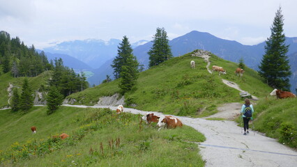Wandeerin auf dem R&uuml;ckweg vom P&uuml;rschlinghaus zum Kolbensattel umgeben vom Gebirgsblick und K&uuml;hen auf der Weide