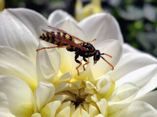 A wasp close-up on a white flower bud. In search of nectar.