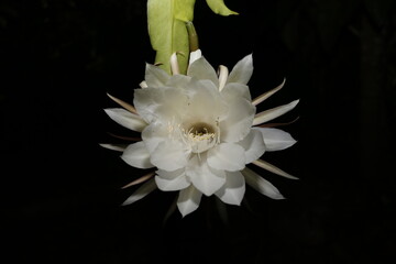 white flower on black background (sri lanka)