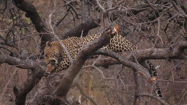 Leopard in dry tree eats female impala carcass