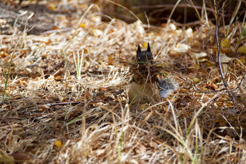 animal in the forest