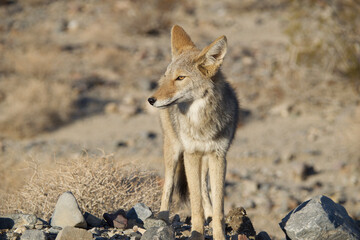 black backed jackal