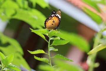 Hypolimnas misippus  beautiful butterfly resting on green leaf
