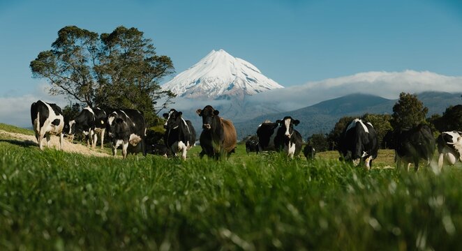 Dairy Cows in front of the mountains of New Zealand, Taranaki