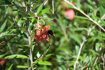 red and yellow flower