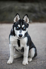Beautiful siberian husky dog with blue eyes