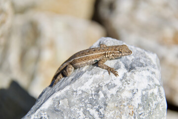 lizard on a stone