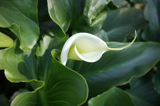  clear natural lines of
smooth curves, white open blooming fresh elegant flower zantedeschia aethiopica( Calla ) 
in the italian garden