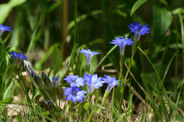 Bright blue gentian flowers in a meadow.