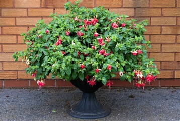 Seventh Heaven Southern Belle fuchsia display, growing well past a metre in diametre.