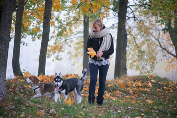 Naklejka na ściany i meble Young woman pet owner with two dogs playing in autumn leaves