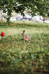 Photo of a wild rabbit or bunny in a park