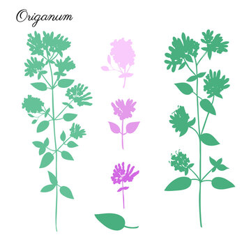 Blossoming Oregano flowers vector silhouette, hand drawn healing herb set Origanum vulgare, Marjoram isolated on white, botanical illustration spice, design for natural cosmetic, menu, herbal tea