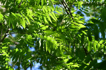 Fototapeta na wymiar Closeup of green leaves on a tree
