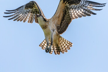 The western osprey in flight