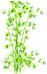 simple vector bamboo tree and leaves. Flat line design. Set of elegant floral elements for graphic and web design. Decorative vintage line elements collection. Vector illustration