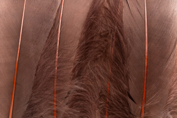 Brown feathers background 