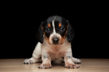 image of dog dark background 