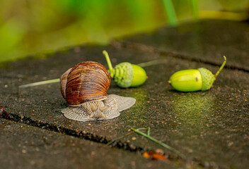 Large snails crossing a concrete obstacle on the way from the river to the forest.