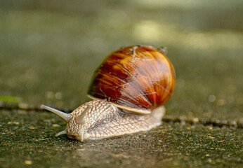 Large snails crossing a concrete obstacle on the way from the river to the forest.