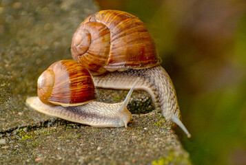 Large snails crossing a concrete obstacle on the way from the river to the forest.