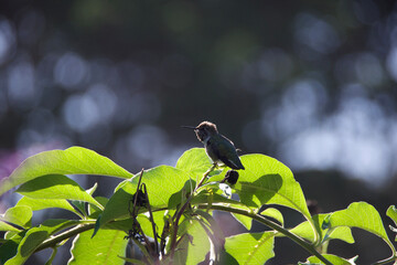bird of paradise