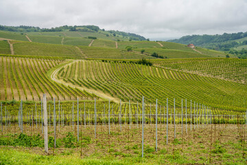 Fototapeta na wymiar Vineyards of Monferrato near Acqui Terme at springtime