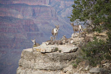 goats in the mountains