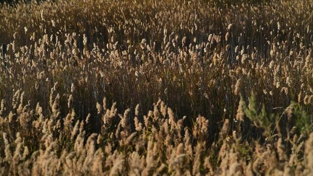 Carrizo seco movi&eacute;ndose al viento