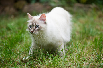 Neva Masquarade im Garten