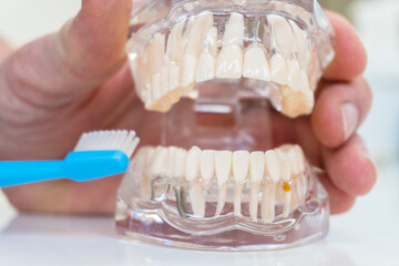 Hands of a dentist demonstrating how to brush your teeth properly. Close up tooth model, mock tooth in dental clinic.  Oral dental hygiene concept. Transparent Model of a human jaw.
