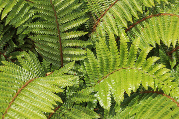 Close up detail of fresh green fern leaves