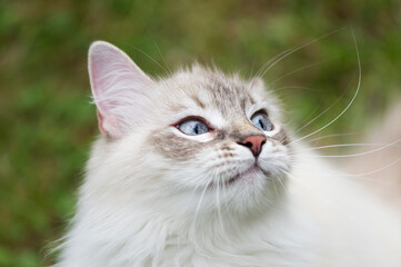 Lustige Neva Masquarade