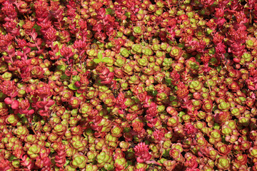  Close up of red Sedum Spurium succulent plant.