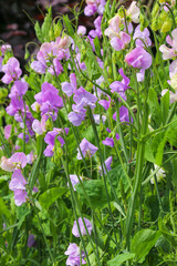 Purple Sweet Pea (Lathyrus odoratus) flower in full bloom in the summer sunshine
