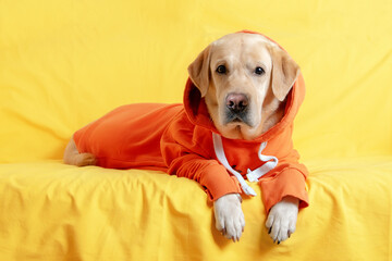 A cute labrador dog in a sweatshirt lies on a yellow sofa. Autumn or winter concept.